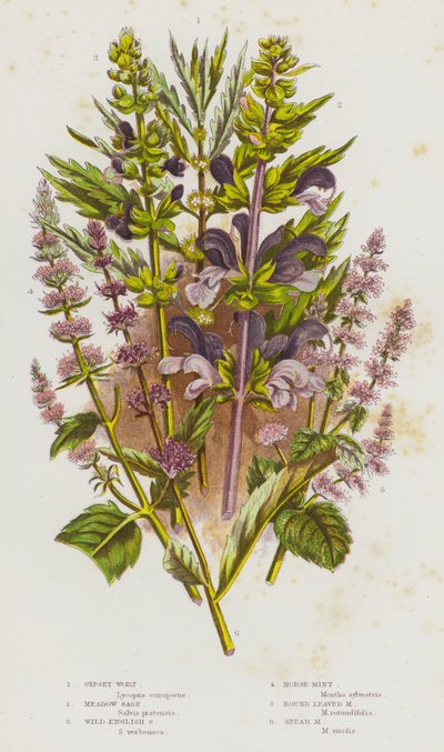 Plantas com flor da Grã-Bretanha: Erva-dos-prados, Salva-dos-prados, Salva-inglesa-selvagem, Hortelã-dos-cavalos, Hortelã-das-folhas-redondas, Hortelã-lança (litografia a cores) de English School