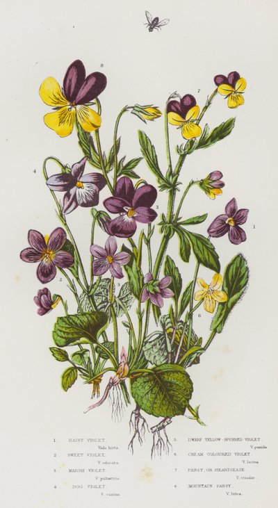Florais da Grã-Bretanha: Violeta Peluda, Violeta Doce, Violeta Pântano, Violeta Cão, Violeta Anã de Cor Amarela, Violeta de Cor creme, Violeta Pansy, ou Coração, Violeta da Montanha (cor litho) de English School