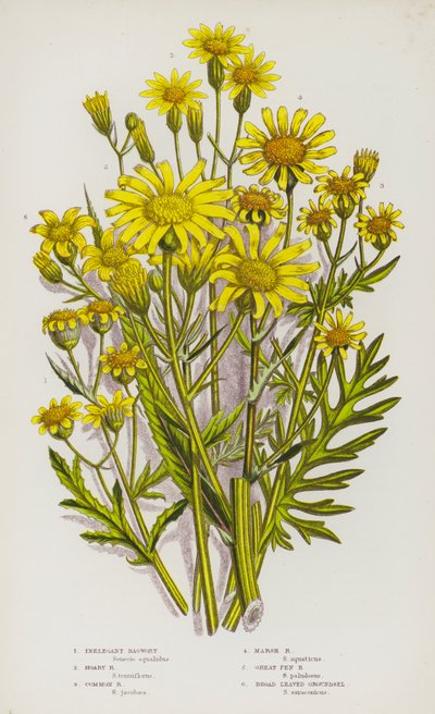 Plantas de floração da Grã-Bretanha: Inelegante Ragwort, Hoary Ragwort, Common Ragwort, Marsh Ragwort, Great Fen Ragwort, Broad Leaved Groundsel (cor litho) de English School