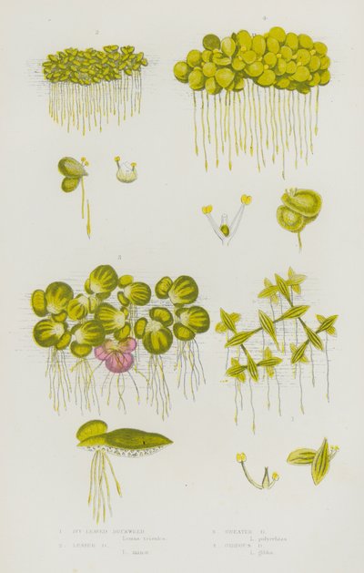 Plantas de floração da Grã-Bretanha: lentilha-de-água, lentilha-pequena, lentilha-de-água, lentilha-grande, lentilha-de-água Gibbous (cor litho) de English School