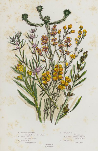 Plantas de floração da Grã-Bretanha: Jersey Cudweed, Cudweed das Terras Altas, Cudweed do Pântano, Cudweed Anão, Filago Estreito, Filago Menos Firme, Filago Comum (cor litho) de English School