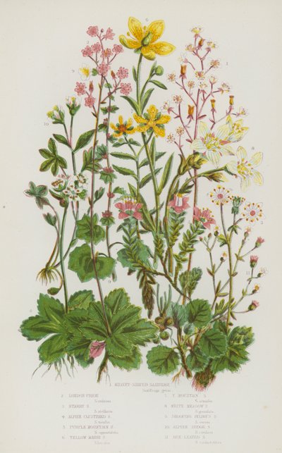 Plantas de floração da Grã-Bretanha: Saxifrage em forma de rim, London Pride, Starry Saxifrage, Alpine Clustered Saxifrage, Purple Mountain Saxifrage, Yellow Marsh Saxifrage, Yellow Mountain Saxifrage, White Meadow Saxifrage, Drooping Bulbous Saxifrage, Al de English School