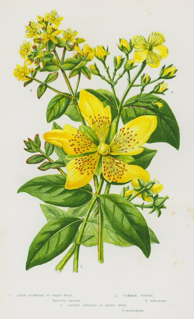 Plantas de floração da Grã-Bretanha: Erva de São João Grande, Tustan Comum, Sqaure Erva de São João Perseguida (cor litho) de English School