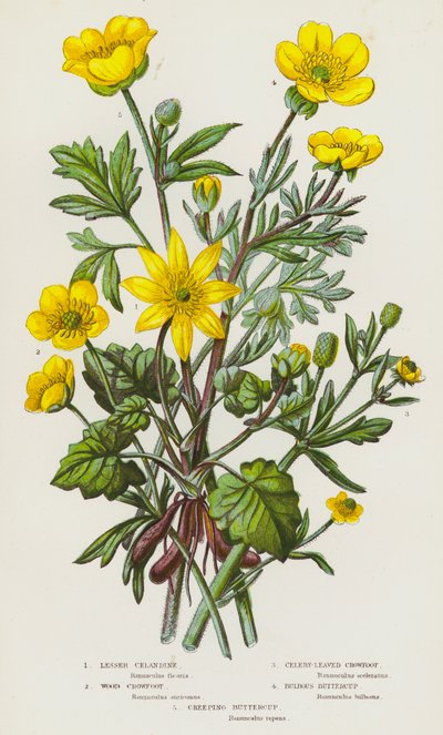 Plantas com flores da Grã-Bretanha: Celandine Lesser, Wood Crowfoot, Celery-Leaved Crowfoot, Bulbous Buttercup, Creeping Buttercup (litografia a cores) de English School