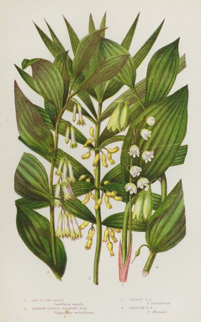 Plantas com flores da Grã-Bretanha: Lírio-do-vale, Salomão de folhas estreitas, Salomão comum, Salomão angular (litografia a cores) de English School