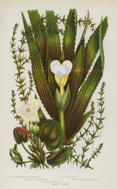 Plantas floridas da Grã-Bretanha: Anacharis de Flor Longa, Frog-Bit, Soldado de Água (litografia a cores) de English School