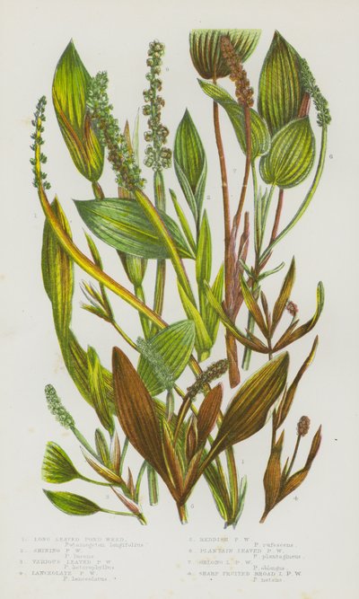 Plantas de floração da Grã-Bretanha: Erva de Lago com Folhas Longas, Erva de Lago Brilhante, Erva de Lago Lanceolate, Erva de Lago Reddish, Erva de Lago de Plantain Leaved, Erva de Lago Oblong Leaved, Erva de Lago Sharp Fruited Broad Leaved Pond Weed (cor  de English School