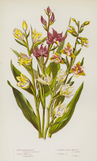 Plantas de floração da Grã-Bretanha: Helleborine pantanosa, Helleborine branca grande, Helleborine branca estreita, Helleborine púrpura (cor litho) de English School