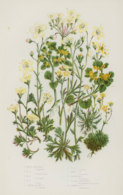 Plantas de floração da Grã-Bretanha: Saxifrágio Mossy, Saxifrágio Mossy, Saxifrágio Mossy, Saxifrágio Mossy, Saxifrágio Tufado Alpino, Saxifrágio Tufado Alpino, Saxifrágio Mossy Alpino, Saxifrágio Gerânio, Saxifrágio Dourado, Saxifrágio Dourado Comum (cor  de English School