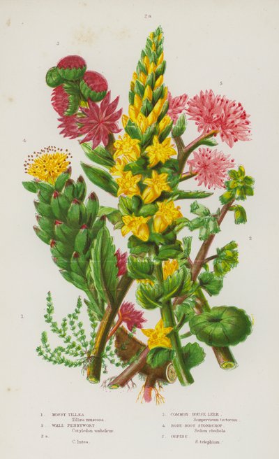 Plantas de floração da Grã-Bretanha: Tillaea Mossy, Wall Pennywort, Wall Pennywort, Common House Leek, Rose-Root Stonecrop, Orpine (cor litho) de English School
