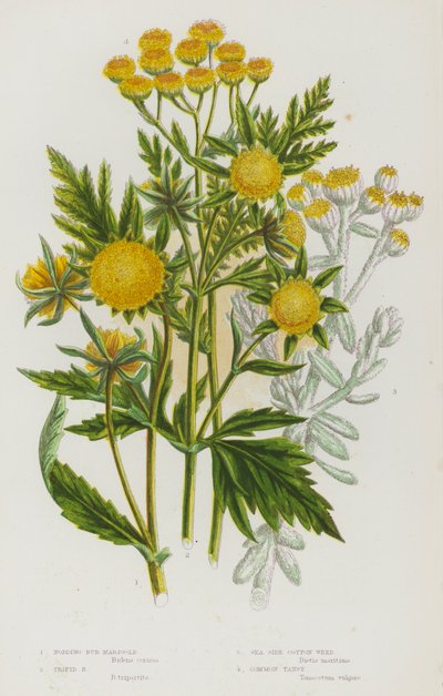 Plantas com flores da Grã-Bretanha: Calêndula, Calêndula trifida, Erva-do-algodoeiro, Tansy comum (litografia a cores) de English School