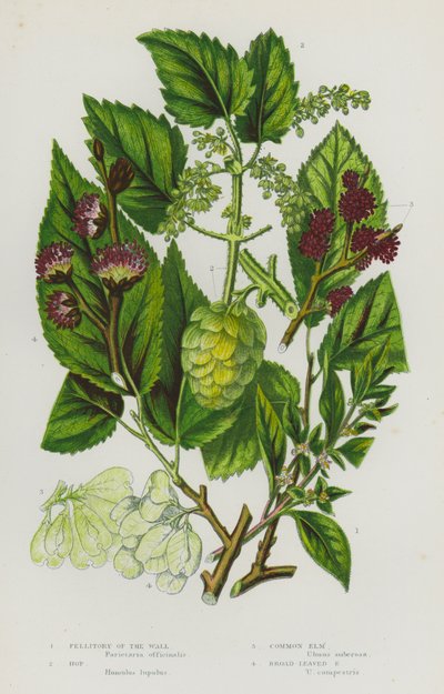 Plantas com flores da Grã-Bretanha: Pelitório do Muro, Lúpulo, Ulmeiro Comum, Ulmeiro de Folhas Largas (litografia a cores) de English School