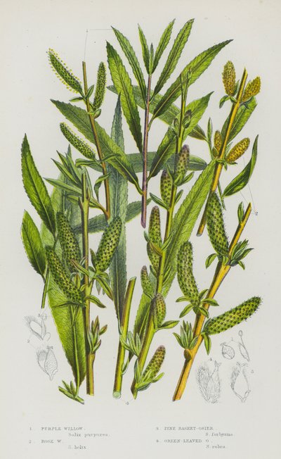 Plantas de floração da Grã-Bretanha: Salgueiro Roxo, Salgueiro Rosa, Vime Cesto de Pinho, Vime Verde (cor litho) de English School