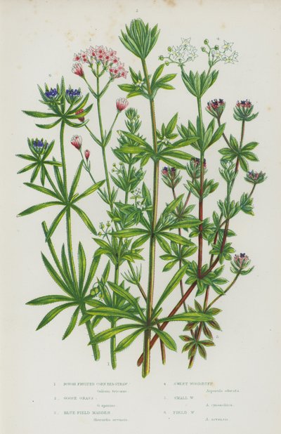 Plantas com flor da Grã-Bretanha: Palha de Milho com Frutos Ásperos, Erva de Ganso, Madder do Campo Azul, Woodruff Doce, Woodruff Pequeno, Woodruff do Campo (litografia a cores) de English School