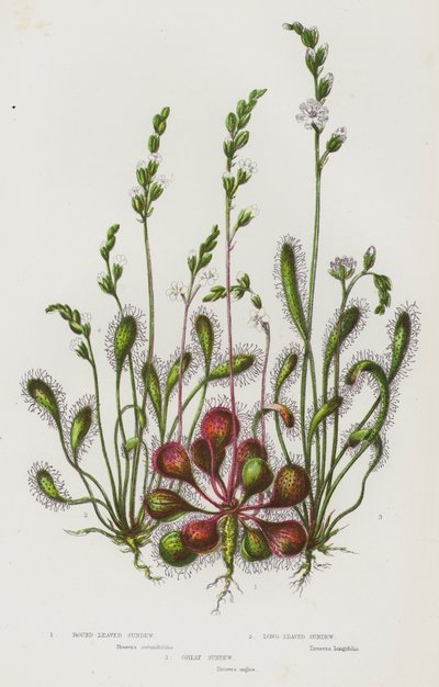 Plantas com flores da Grã-Bretanha: Sundew de folhas redondas, Sundew de folhas longas, Sundew grande (litografia a cores) de English School