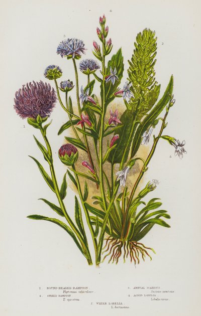 Plantas com flores da Grã-Bretanha: Rampeão-de-cabeça-redonda, Rampeão-espinhoso, Sarna-anual, Lobélia-ácida, Lobélia-d