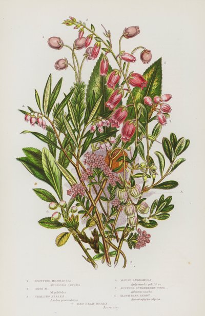 Plantas com flores da Grã-Bretanha: Menziesia escocesa, Menziesia irlandesa, Azálea de arrasto, Andromeda do pântano, Medronheiro austero, Ursa-preta, Ursa-vermelha (litografia a cores) de English School