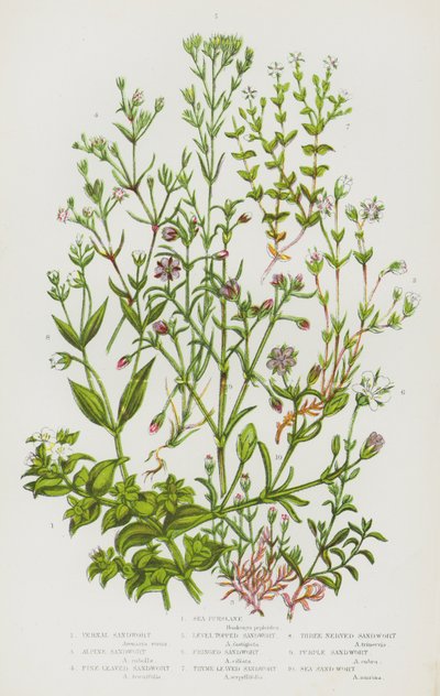 Plantas com flores da Grã-Bretanha: Beldroega-do-mar, Sandwort vernal, Sandwort alpina, Sandwort de folhas finas, Sandwort de topo plano, Sandwort com franjas, Sandwort de folhas de tomilho, Sandwort de três nervos, Sandwort roxa, Sandwort do mar (litograf de English School