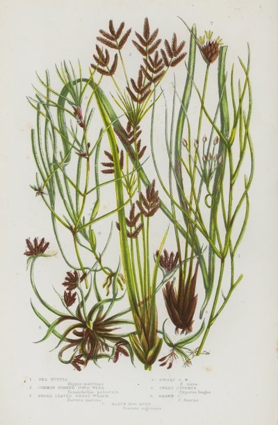 Plantas floridas da Grã-Bretanha: Ruppia marinha, erva daninha de lago com chifres, erva daninha de folhas largas, erva daninha anã, Cyperus doce, Cyperus castanho, junco preto do pântano (litografia a cores) de English School