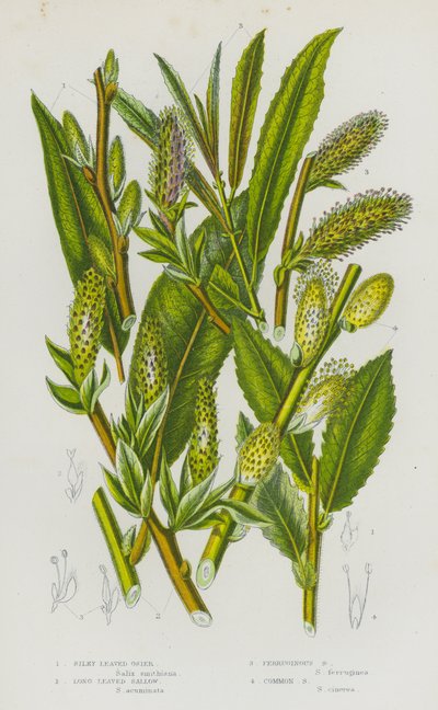 Plantas com flor da Grã-Bretanha: Vime de Folhas Sedosas, Sebo de Folhas Longas, Sebo Ferruginoso, Sebo Comum (litografia a cores) de English School