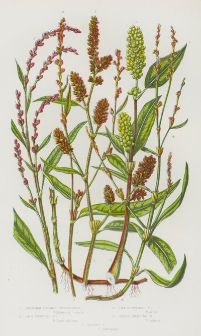 Plantas de floração da Grã-Bretanha: Persecaria de cabeça esguia, Persecaria de Flor Pálida, Persecaria de Flor Laxante, Persecaria de Pequena Rasteira, Persecaria que Morde (cor litho) de English School