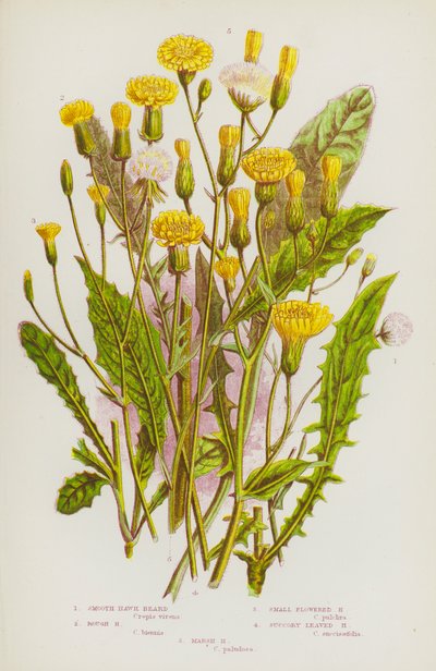 Plantas floridas da Grã-Bretanha: Barba-de-falcão lisa, barba-de-falcão áspera, barba-de-falcão com flor pequena, barba-de-falcão com folhas suculentas, barba-de-falcão do pântano (litografia a cores) de English School