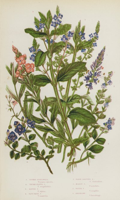 Plantas com flor da Grã-Bretanha: Verdilhão com espiga, Verdilhão com folhas de tomilho, Verdilhão alpino, Verdilhão da rocha azul, Verdilhão cor de carne, Verdilhão do pântano, Verdilhão da água, Tília do ribeiro (litografia a cores) de English School
