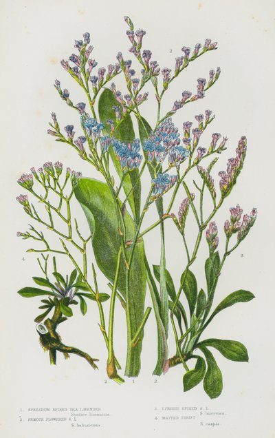 Plantas de floração da Grã-Bretanha: Espalhamento da Lavanda Marinha Espigada, Lavanda Marinha com Flor Remota, Lavanda Marinha com Espigão Direito, Lavanda Mate (cor litho) de English School