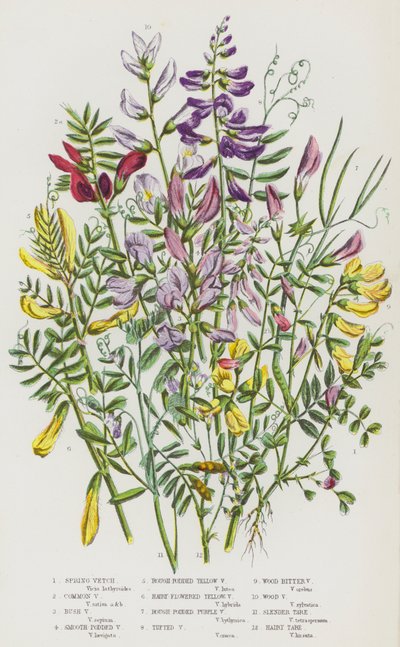 Plantas de floração da Grã-Bretanha: Ervilhaca de Primavera, Ervilhaca Comum, Ervilhaca do Bush, Ervilhaca Lisa, Ervilhaca Amarela, Ervilhaca Amarela Floral, Ervilhaca Roxa, Ervilhaca Tufada, Ervilhaca Amarga da Madeira, Ervilhaca da Madeira, Tara Fina, Ta de English School