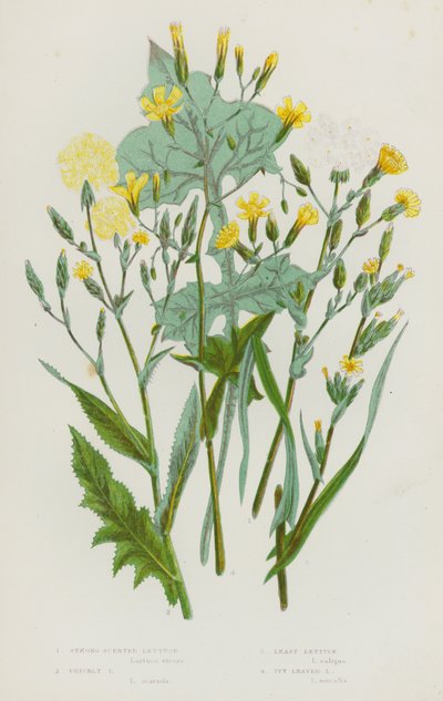 Plantas com flores da Grã-Bretanha: Alface de cheiro forte, alface espinhosa, alface-anã, alface de folhas de hera (litografia a cores) de English School