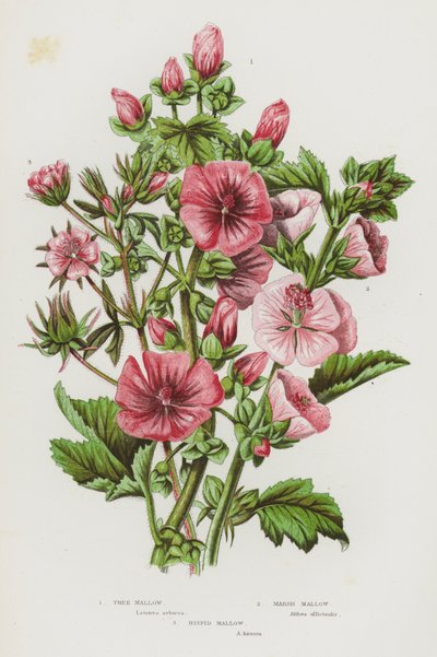 Plantas com flor da Grã-Bretanha: Malva-das-árvores, Malva-dos-pântanos, Malva-das-hispídeas (litografia a cores) de English School