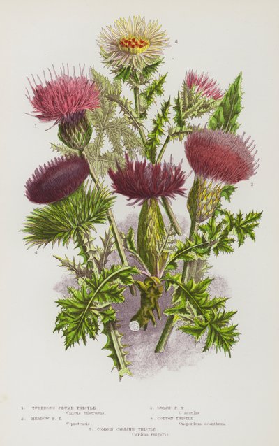 Plantas com flor da Grã-Bretanha: Cardo das Plumas Tuberosas, Cardo das Plumas dos Prados, Cardo das Plumas Anãs, Cardo do Algodão, Cardo das Carinas Comuns (litografia a cores) de English School