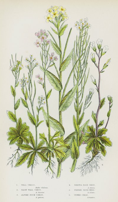 Plantas com flor da Grã-Bretanha: Agrião de parede, Agrião de parede peludo, Agrião de pedra alpino, Agrião de pedra de Bristol, Agrião de pedra com franjas, Agrião de torre (litografia a cores) de English School