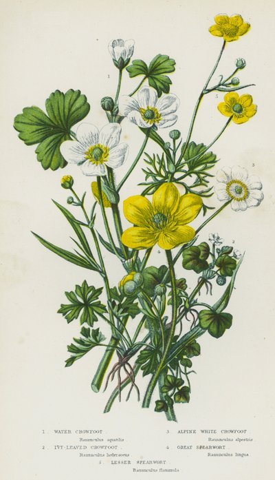 Plantas com flores da Grã-Bretanha: Pés-de-coroa d