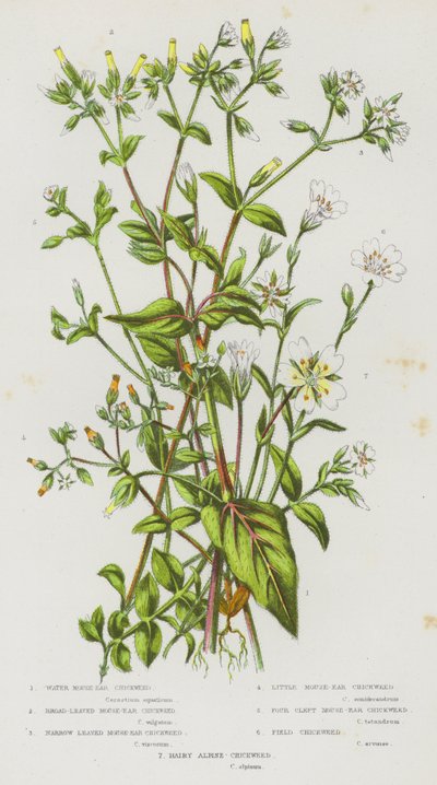 Plantas com flor da Grã-Bretanha: Erva-dos-ratos-de-água, erva-dos-ratos-de-folha-larga, erva-dos-ratos-de-folha-estreita, erva-dos-ratos-de-folha-pequena, erva-dos-ratos-de-fenda-quarta, erva-dos-campos, erva-dos-alpes peluda (litografia a cores) de English School