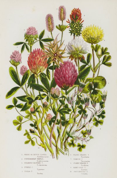 Plantas com flores da Grã-Bretanha: Trevo branco ou holandês, trevo subterrâneo, trevo cor de enxofre, trevo cor de púrpura, trevo em ziguezague, trevo de cabeça de teasel, trevo carmesim, trevo estrelado, trevo pé de lebre, trevo de nó mole (col de English School