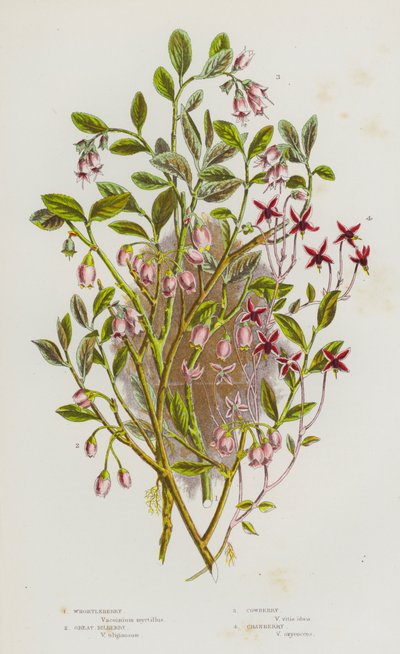 Plantas de floração da Grã-Bretanha: Whortleberry, Great Bilberry, Cowberry, Cranberry (cor litho) de English School