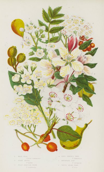 Plantas com flor da Grã-Bretanha: Pera Selvagem, Maçã de Caranguejo, Árvore de Serviço Selvagem, Árvore de Serviço Verdadeira, Freixo da Montanha, Árvore de Feixe Branco (litografia a cores) de English School