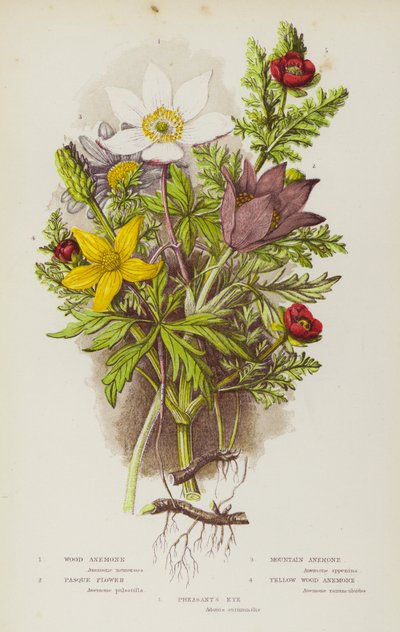 Plantas de floração da Grã-Bretanha: Anémona da Madeira, Flor de Pasque, Anémona da Montanha, Flor de Pasque, Anémona da Madeira Amarela, Olho de Faisão (cor litho) de English School