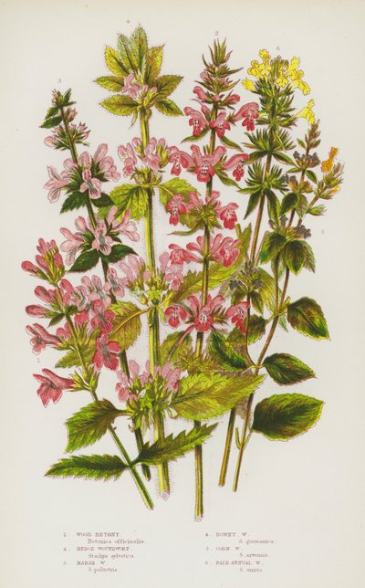Plantas de floração da Grã-Bretanha: Betony de Madeira, Chicote de Sebe, Chicote de Pântano, Chicote de Downy, Chicote de Milho, Chicote Pálido Anual (cor litho) de English School