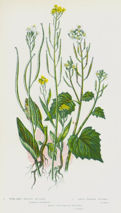 Plantas de floração da Grã-Bretanha: Mostarda de semente de minhoca, mostarda de alho, mostarda de treacle, mostarda de orelhas de lebre (cor litho) de English School