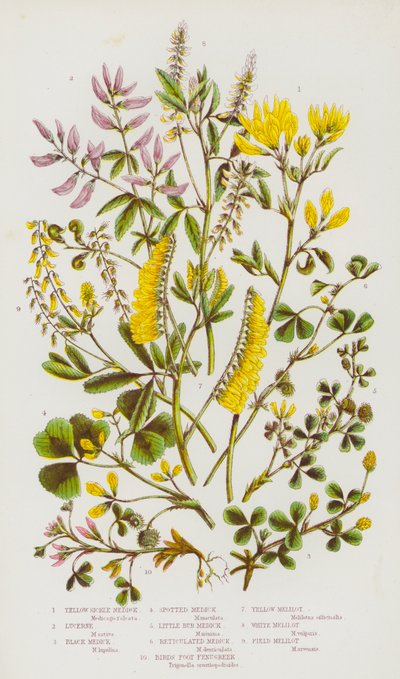 Plantas com flores da Grã-Bretanha: Feno-grego Amarelo, Lucerna, Feno-grego Preto, Feno-grego Malhado, Feno-grego Reticulado, Feno-grego Pé de Pássaro, Meliloto Amarelo, Meliloto Branco, Meliloto do Campo (litografia a cores) de English School