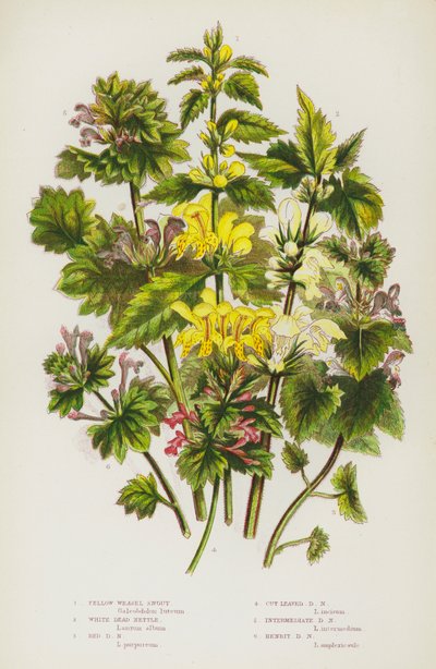 Flowering Plants of Great Britain: Yellow Weasel Snout, White Dead Nettle, Red Dead Nettle, Cut Leaved Dead Nettle, Intermediate Dead Nettle, Henbit Dead Nettle (litografia a cores) de English School