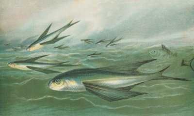 Peixe voador de English School