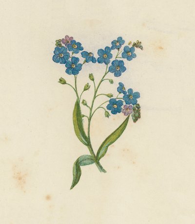 Forget-Me-Not, Myosotis Palustris (cor litho) de English School