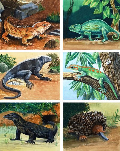 Animais de quatro patas que põem ovos de English School