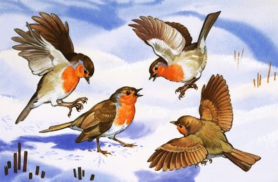 Quatro robins na neve de English School