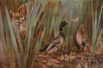 Raposa a observar uma família de patos (cor litho) de English School