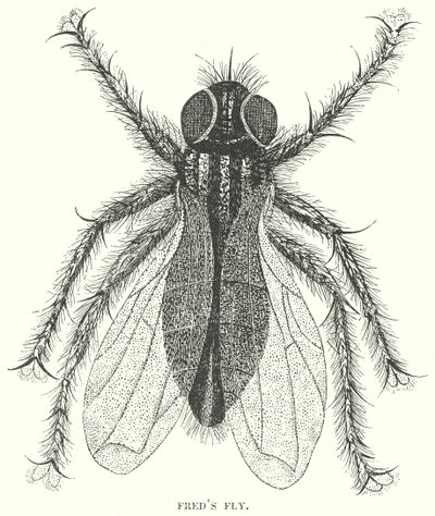 A mosca do Fred (gravura) de English School