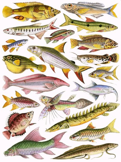 Peixes de água doce do Império - Africano de English School